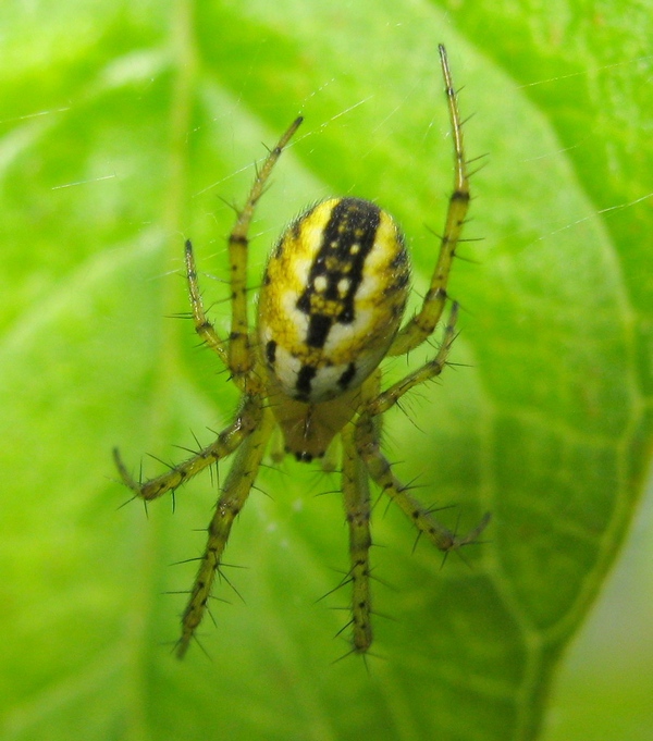 Mangora acalypha