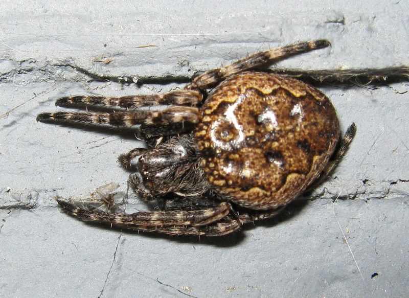 Nuctenea umbratica; Nuctenea sp.