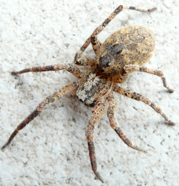 Zoropsis sp.