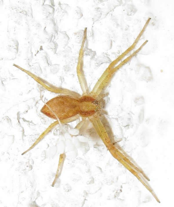 Philodromus sp. con strani bozzoli su una zampa