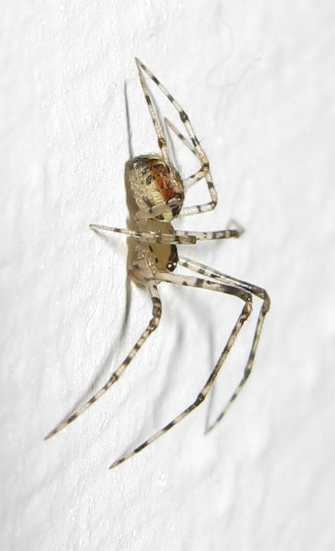 Platnickina sp. (P. tincta o P. nigropunctata)