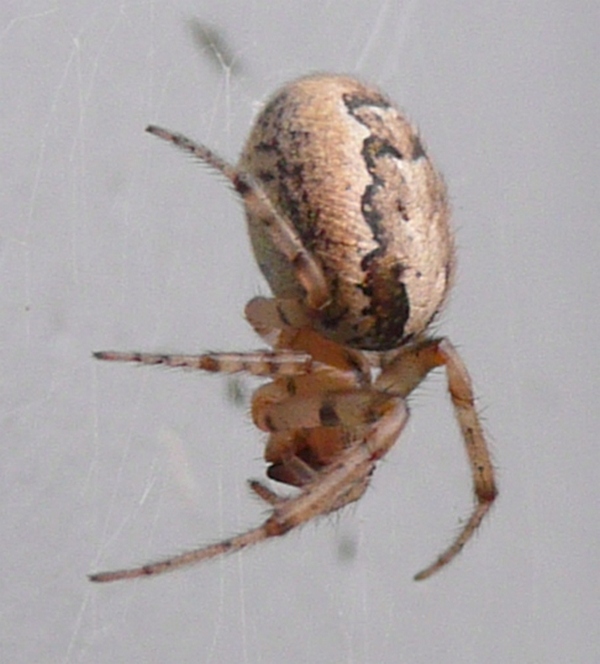 Zygiella sp.