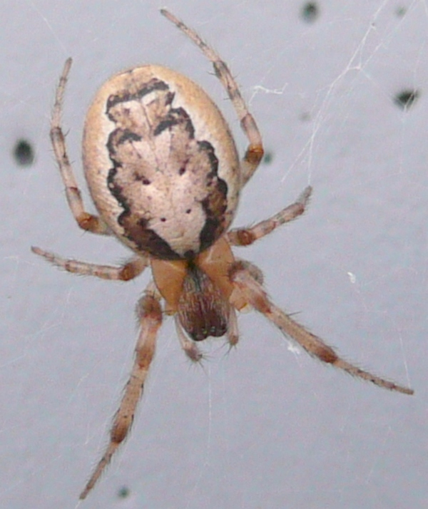 Zygiella sp.