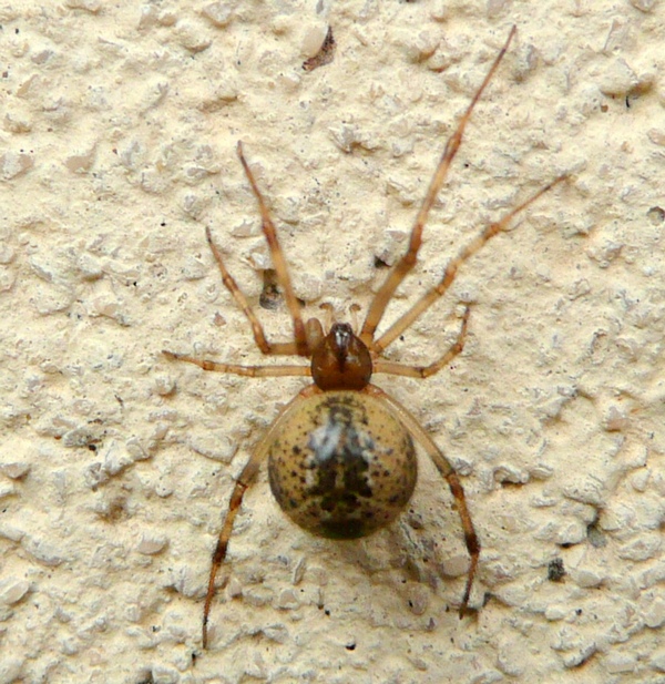 Parasteatoda sp.