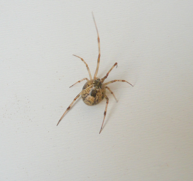 Parasteatoda sp.