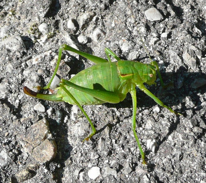 Poecilimon ornatus (Phaneropteridae)