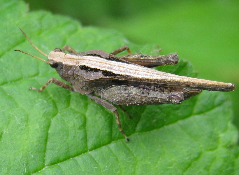 Grosso Tetrigidae