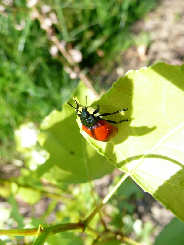 id chrysomelidae con larva (Chrysomela populi?)