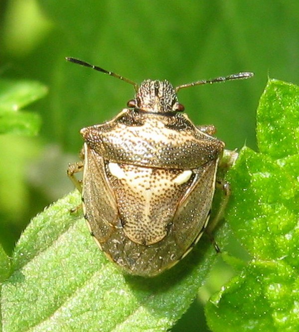 Pentatomidae: Eysarcoris aeneus del Veneto (TV)