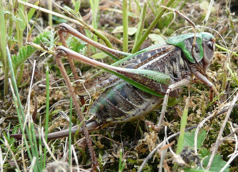 Decticus verrucivorus