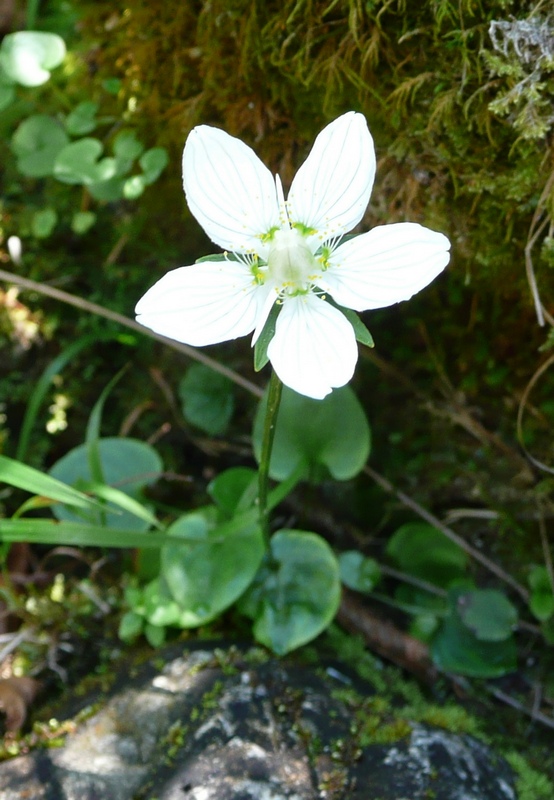 Parnassia palustris