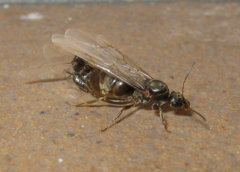 Femmina di Lasius sp. in accoppiamento con 2 maschi