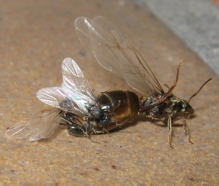 Femmina di Lasius sp. in accoppiamento con 2 maschi