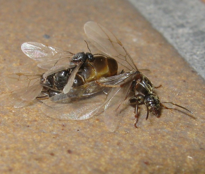 Femmina di Lasius sp. in accoppiamento con 2 maschi