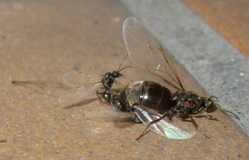 Femmina di Lasius sp. in accoppiamento con 2 maschi