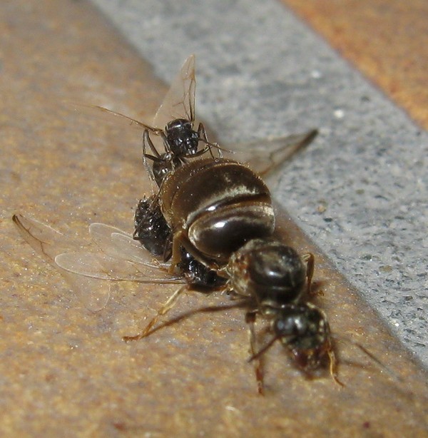 Femmina di Lasius sp. in accoppiamento con 2 maschi