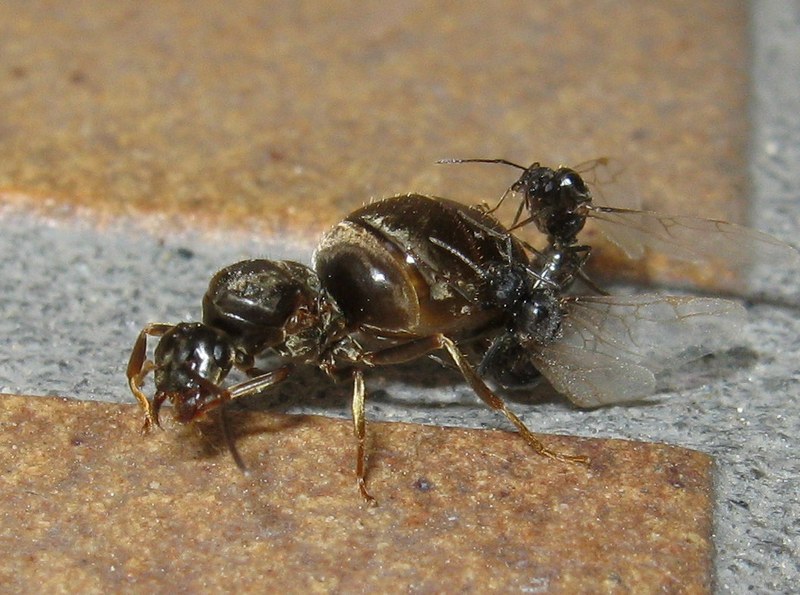 Femmina di Lasius sp. in accoppiamento con 2 maschi