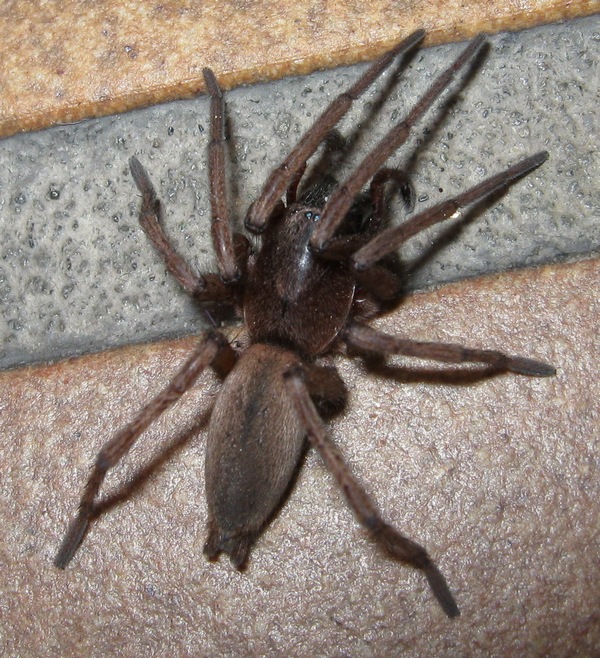 Drassodes sp.?