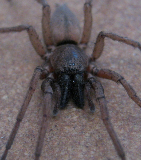 Drassodes sp.?