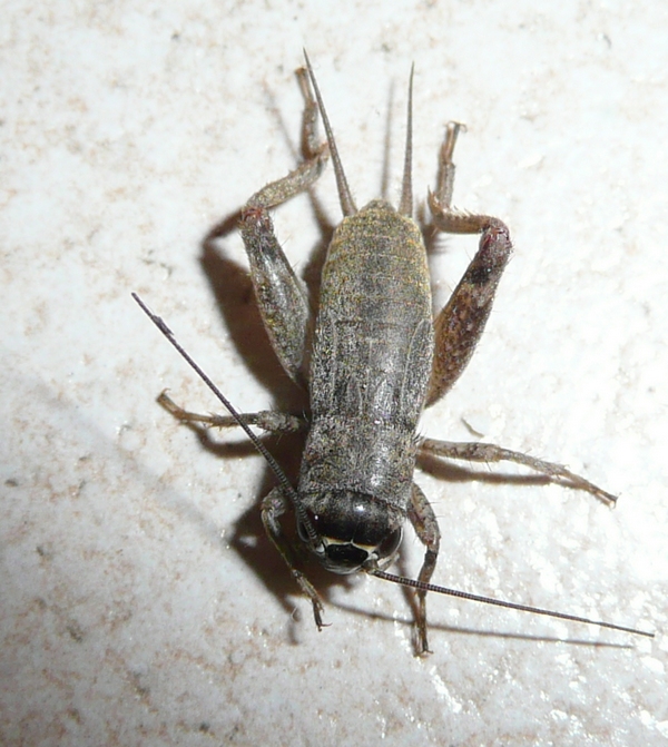 Eumodicogryllus bordigalensis ?