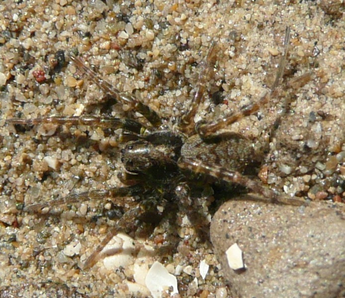 Arctosa sp.