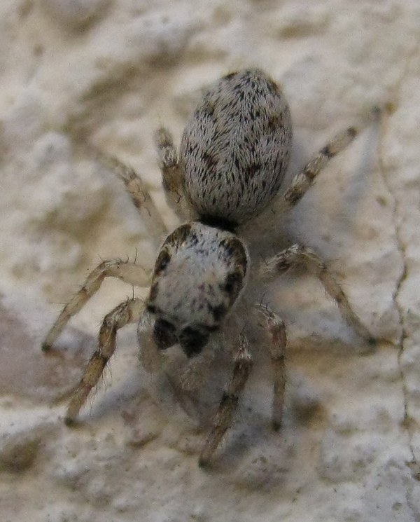 Salticus sp.