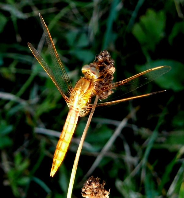 ID LIBELLULA