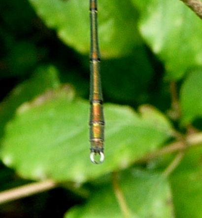 Chalcolestes viridis