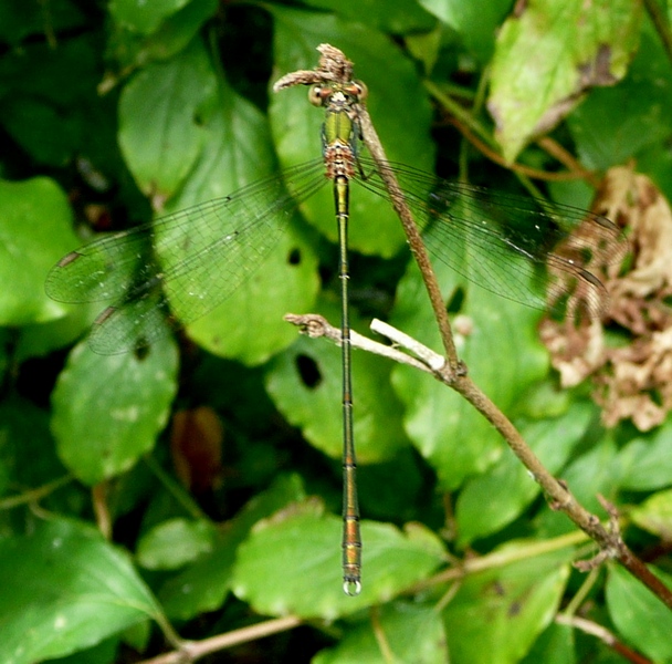 Chalcolestes viridis