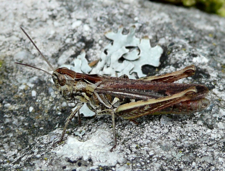 Chorthippus (Glyptobothrus) sp.