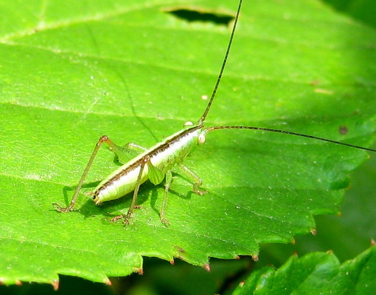 ninfa di Conocephalus sp.