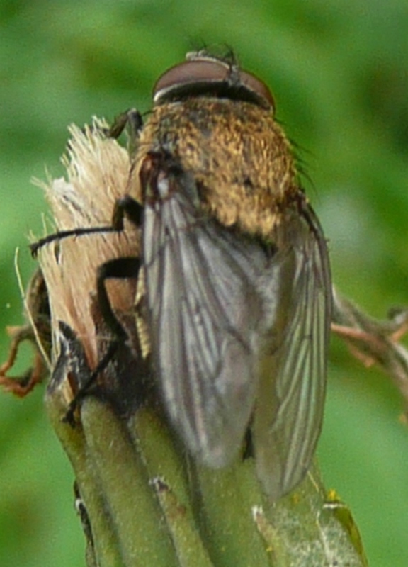 Pollenia sp