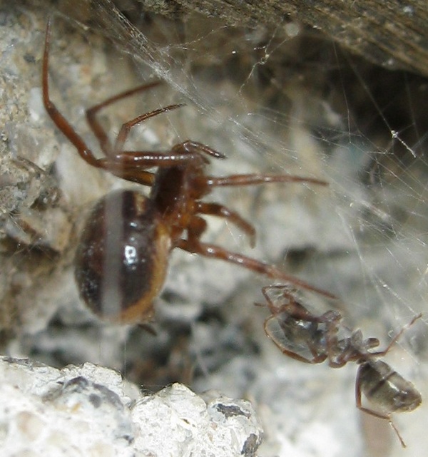 Steatoda bipunctata