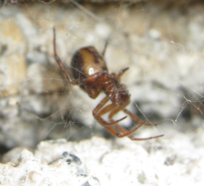 Steatoda bipunctata