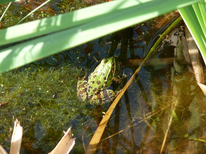 ID rane - Pelophylax sp. (Treviso)