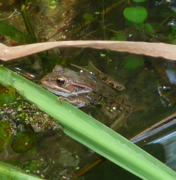 ID rane - Pelophylax sp. (Treviso)