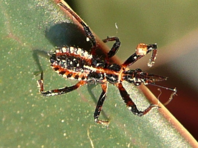 Reduviidae: giovane Rhynocoris sp. del Veneto (TV)