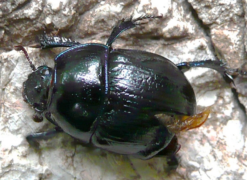 Anoplotrupes stercorosus malformato causa muta