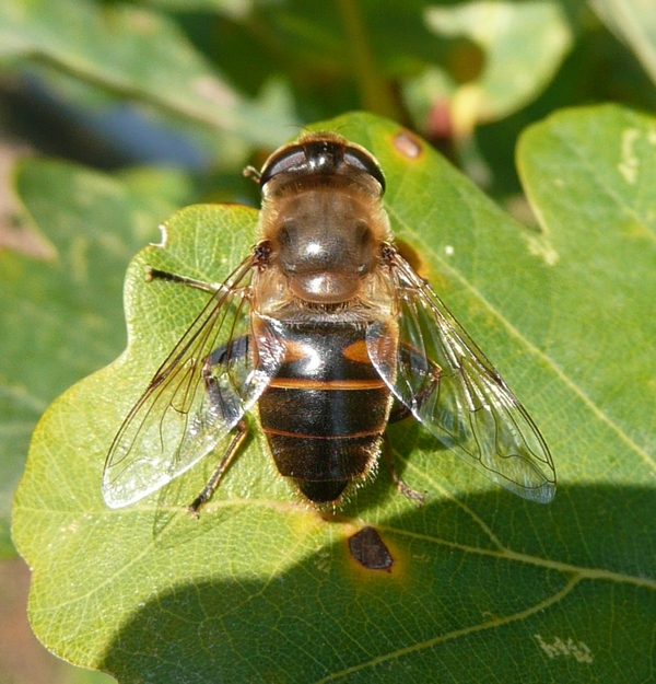 Eristalis tenax (Syrphidae)