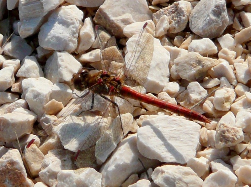 Sympetrum sanguineum?