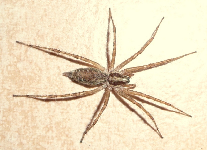 Allagelena gracilens