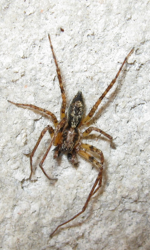 Tegenaria? No. Maschio di Anyphaena sp.