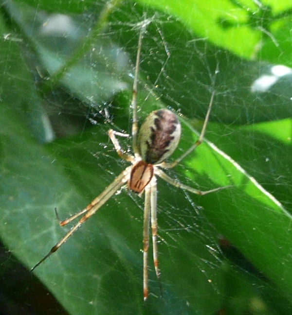 Linyphia triangularis