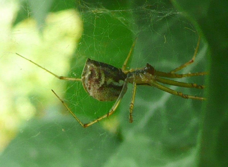 Linyphia triangularis