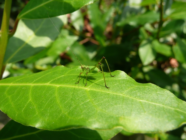 identificazione orthoptera