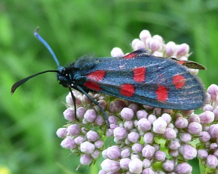 id lepidoptera