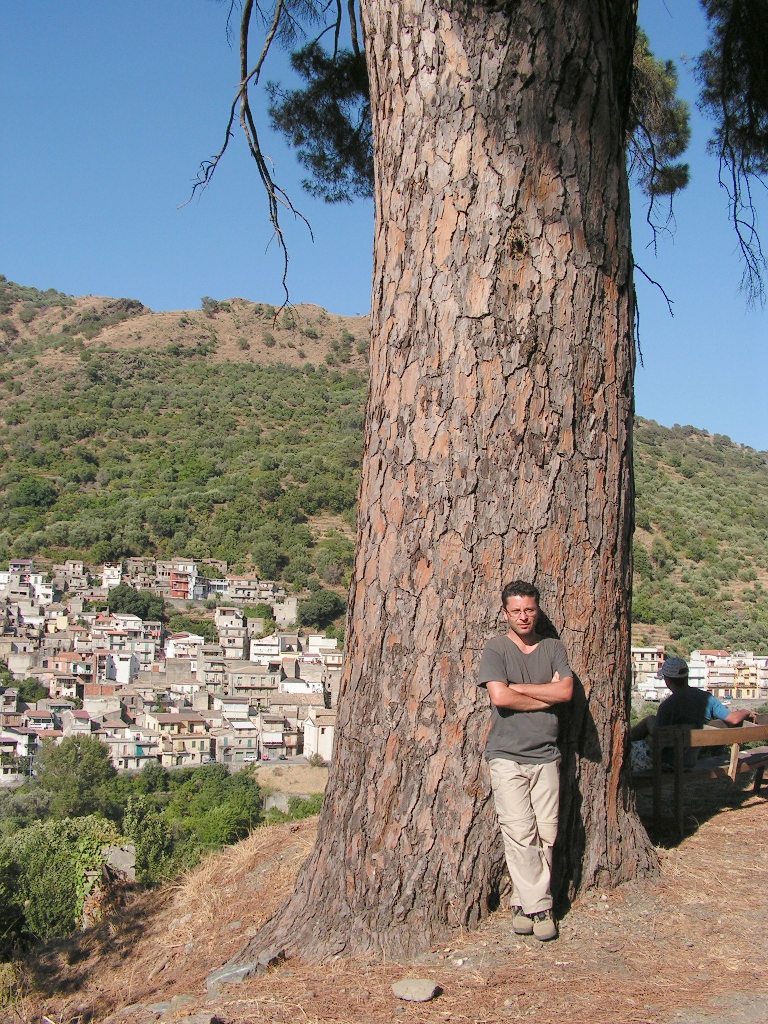 Pino marittimo a Pagliara (ME)