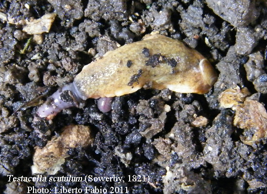 Testacella scutulum in Sicilia e sud Italia