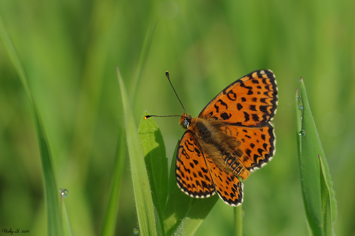 Melitaea trivia (conferma identificazione)