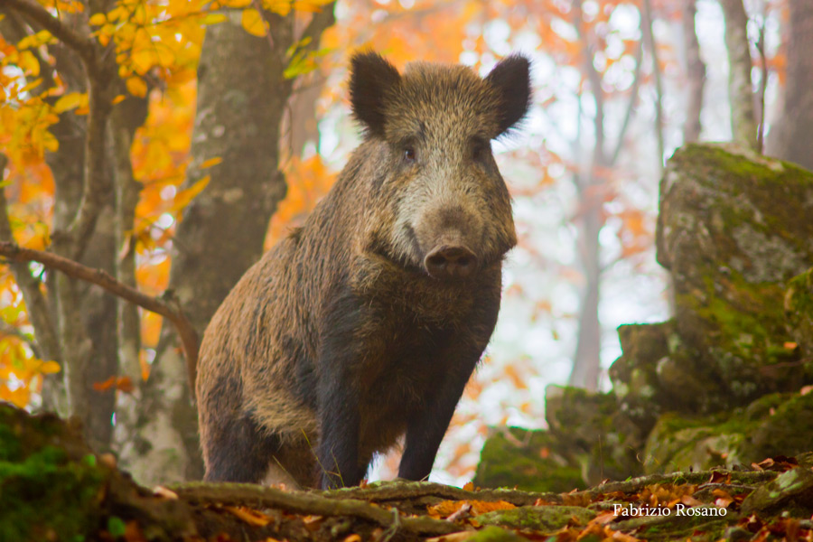 IL CINGHIALE